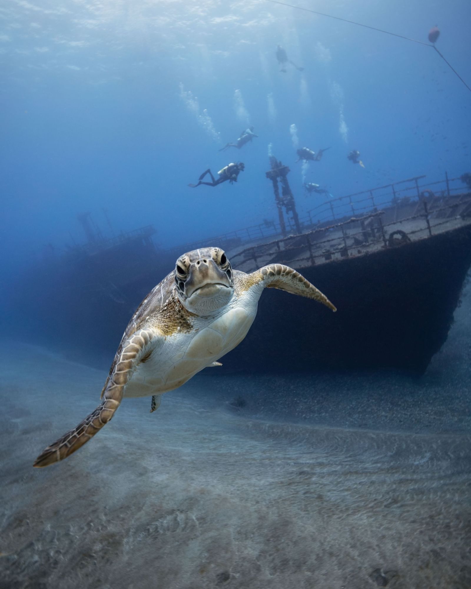 Sea turtle swimming near a sunken shipwreck as scuba divers explore deep blue waters near Golden Rock Resort